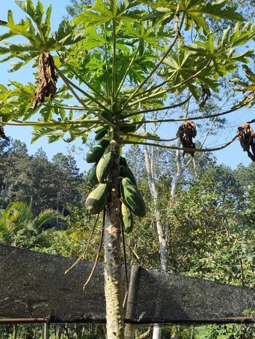 Sitio Paraiso Verde جوكيتيبا المظهر الخارجي الصورة