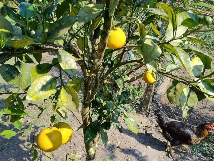 Sitio Paraiso Verde جوكيتيبا المظهر الخارجي الصورة